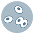 Les examens gynécologiques - Cytologie